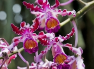 Orchid Ometepe Island. Credit: ISA/Michael Tweddle