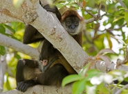 Nicaraguan Spider Monkeys. Credit: ISA/Michael Tweddle