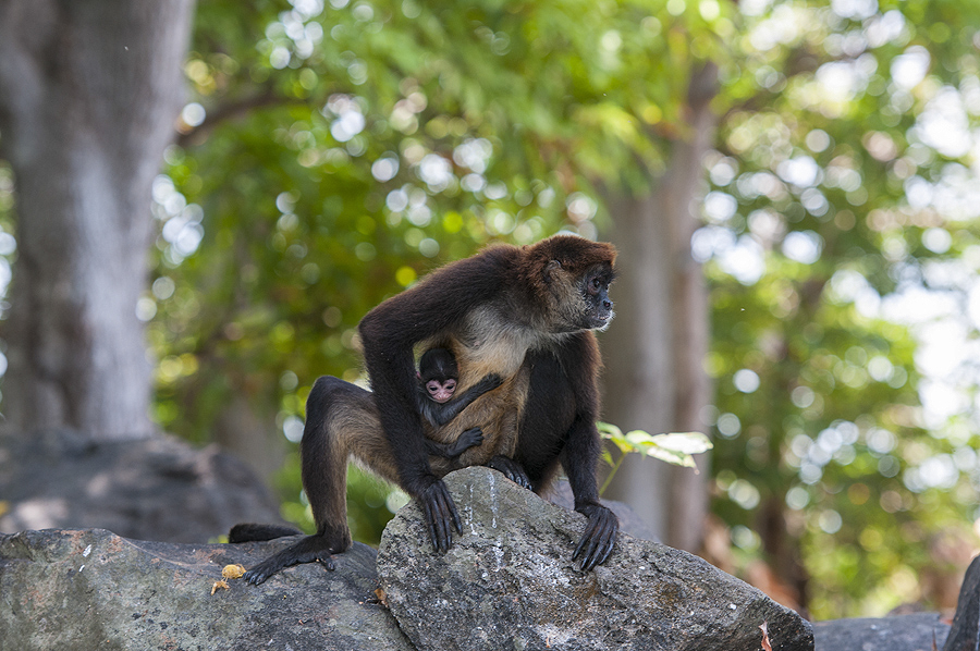 It is not uncommon to see monkeys throughout the islands. Photo: ISA/Rommel Gonzales